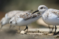 Desembocadura del Río Vélez