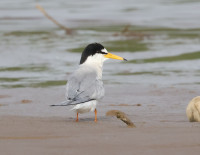 Crna Bara Gravel Pits
