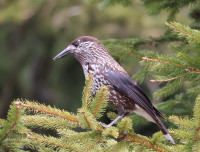 Golija Mountain - Jankov Kamen