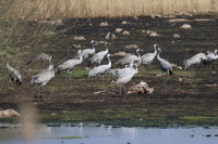 Meißendorfer Teiche