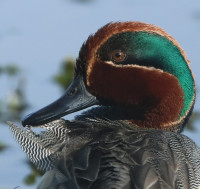 Observatoire Baie de St Brieuc