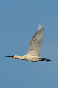 Ellewoutsdijk - Inlaag 1887