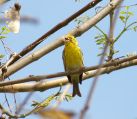 Foz Rio Grande da Pipa