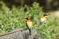 Saladares de Guadalentìn