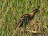Far Ings Nature Reserve