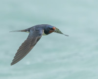 Reserve Naturelle du Bout du Lac d'Annecy