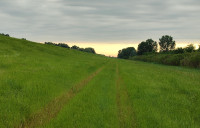 Marshes of the Lower Tisza