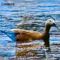 Nieuwe Heerenven - De Hamert