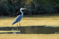 Marais Salants Ars en Rė