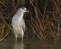 Colusa National Wildlife Refuge