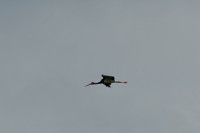 Vulkangarten Steffeln