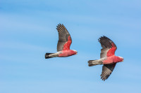 Stamford Park Wetlands