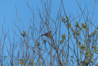 De Onlanden - Peizerweering