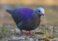 Blue-headed Quail Dove Sanctuary