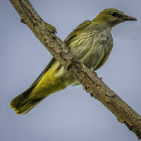 Kiesgrube Burgliebenau