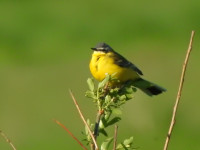 Betonka - Park Narodowy Ujście Warty