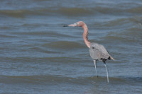 Bolivar Flats Shorebird Sanctuary
