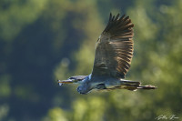 Les Îles de la Barques
