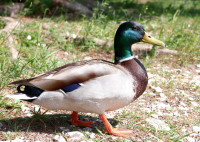 Pišnica River Valley