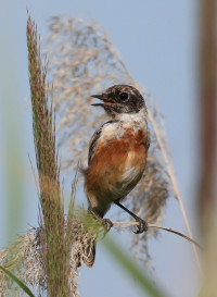 Tamiš Embankment near Neuzina