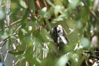 Scops Copse - Mini Soccor Pitch