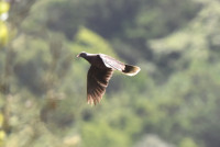 Mirador de La Carbonera