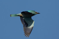 La Petite Camargue - Saint-Chamas