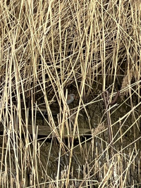 Rodley Nature Reserve