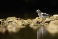 Stampf Rapperswil - Jona