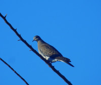Lagunas de El Raso de Portillo