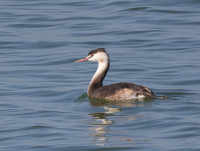 Palić Lake Nature Park