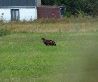 Putten West - Putten Weiden