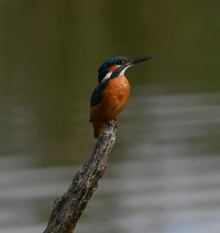 La Brenne - Observatoire de l'étang de la Sous
