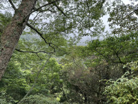 Daxueshan Forest Road 23.5K Pullout