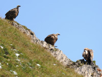 Großglockner Golden Eagle Viewpoint