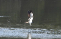 Truro River - Sunny Corner to Malpas