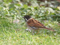 Dorchester Water Meadows