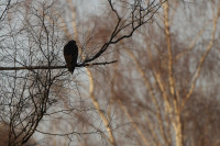 Tourbières de l'Herrétang
