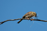 Santo Aleixo de Além Tâmega