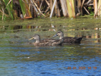 Pekapeka Regional Park