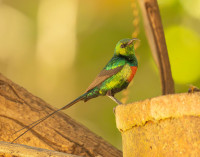 Obah's Honeyguide Bird Garden