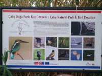 Çalış Plajı Kuş Cenneti