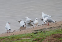 Astbury Mere Country Park