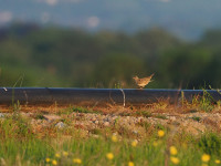 Maw Green Tip and Flashes