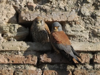 Arcos de la Frontera