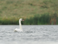 Acre Nook Sand Quarry - Lapwing Hall Pool