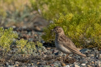 Euphrat Dam and River Valley