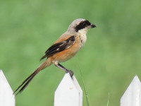Hong Kong Wetland Park