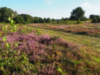 Knettishall Heath