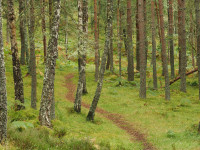 Loch Insh Woods